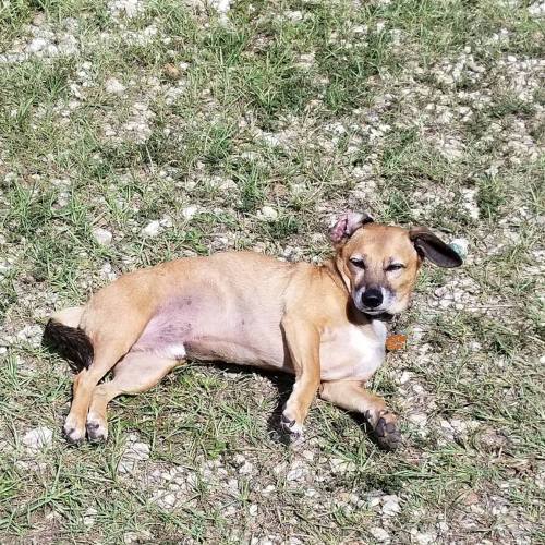 A small brown dog lies on its side on grassy ground, enjoying the sun with a relaxed expression.