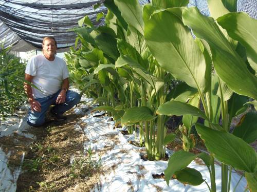 A person kneels beside tall green plants in a greenhouse, surrounded by protective netting and mulch.