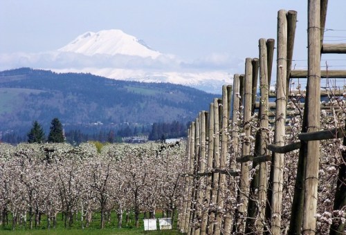 A scenic view of blossoming orchards with a snow-capped mountain in the background under a clear blue sky.