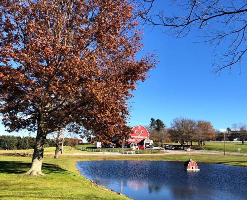 A red barn beside a pond, with a tree displaying autumn leaves under a clear blue sky.