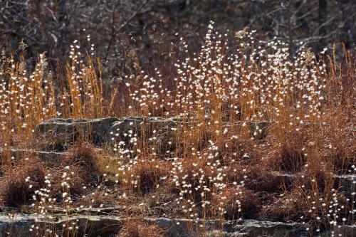 A field of tall, golden grasses with white fluffy flowers, set against a rocky background and sparse vegetation.