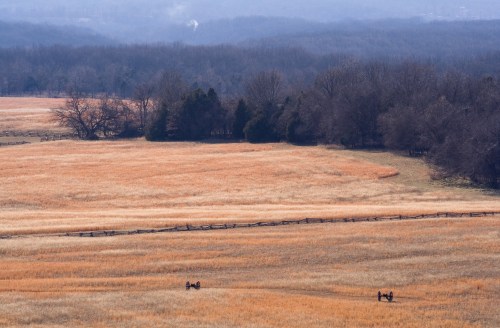 A scenic view of a golden field with two horses in the distance, surrounded by trees and a hazy blue sky.