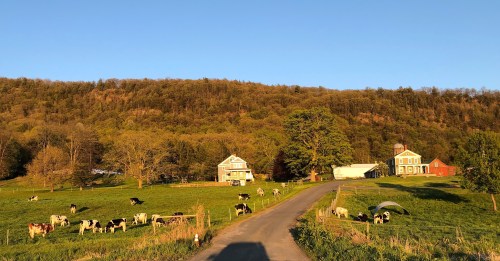 A scenic farm with cows grazing, two houses, and a backdrop of trees under a clear blue sky.