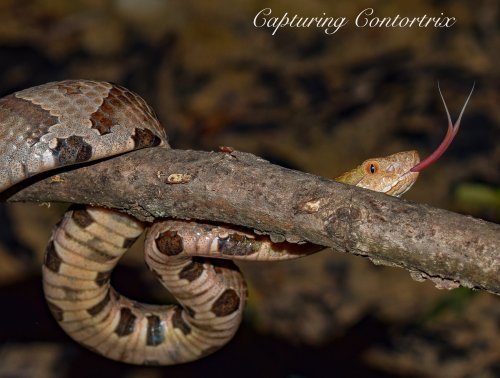 A close-up of a snake on a branch, flicking its tongue in a natural setting.