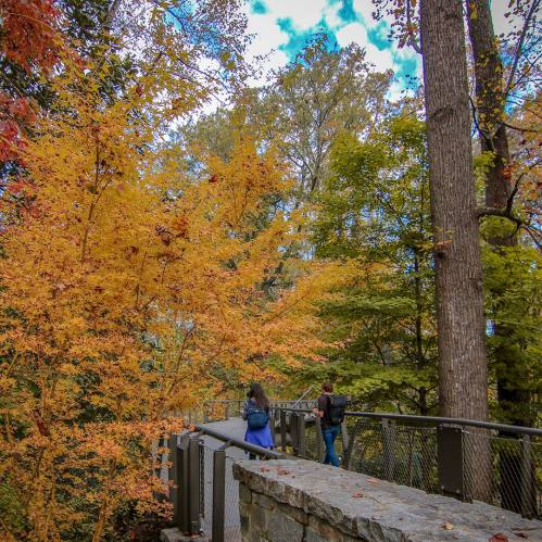 Two people walk along a path surrounded by vibrant autumn foliage and tall trees under a blue sky.