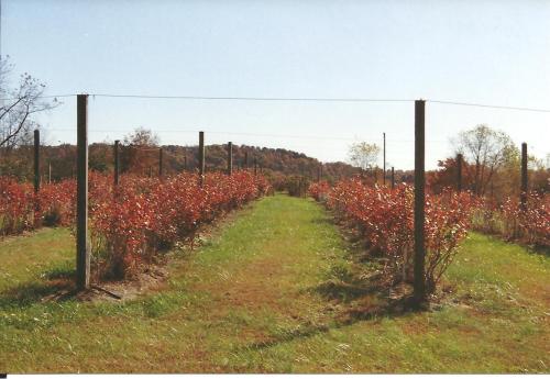 A scenic view of a vineyard with rows of red-leaved plants and a grassy path, set against a clear blue sky.