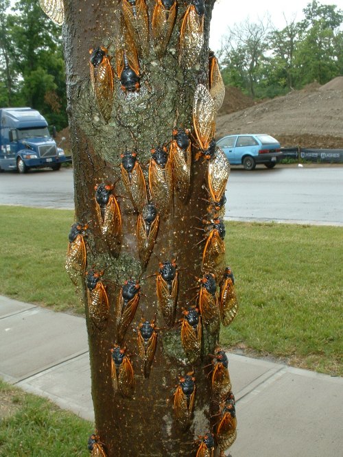 A tree trunk covered with numerous orange and black cicadas, with vehicles and a construction site in the background.