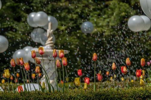 Colorful tulips in bloom with bubbles floating in the air and a fountain in the background, surrounded by greenery.