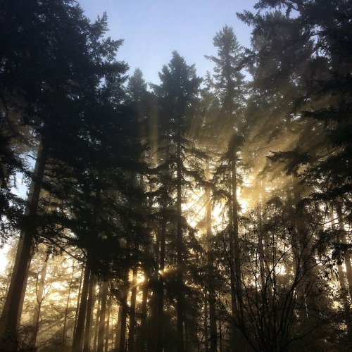 Sunlight filters through tall trees in a misty forest, creating a serene and ethereal atmosphere.