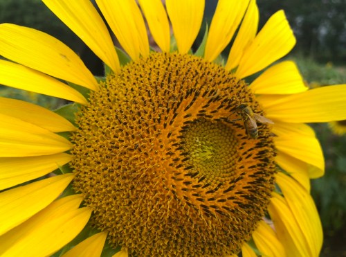 Close-up of a sunflower with vibrant yellow petals and a bee on its textured center filled with seeds.