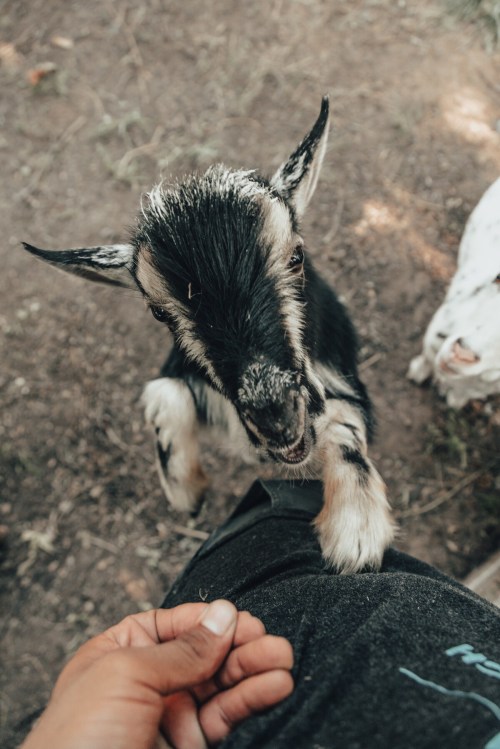 A playful goat reaching up towards a person's hand in a natural outdoor setting.