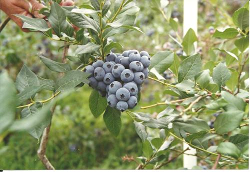 A close-up of a cluster of ripe blueberries on a branch, surrounded by green leaves.