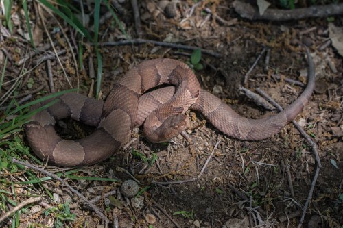 A brown snake with lighter bands rests on the ground among grass and leaves in a shaded area.