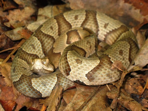 A coiled snake with a patterned brown and tan body resting among dry leaves on the forest floor.