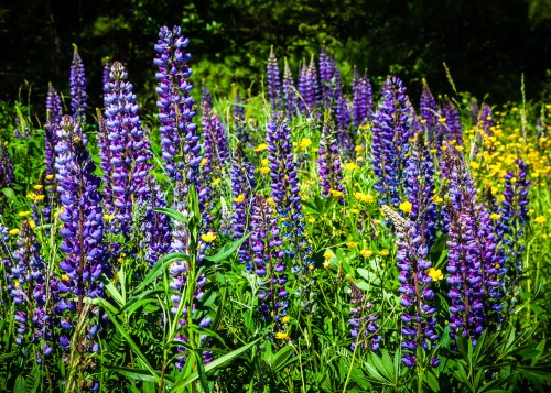 A vibrant field of purple and yellow wildflowers under bright sunlight, surrounded by lush green grass.