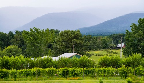 A scenic view of rolling hills, lush greenery, and a vineyard under a cloudy sky.