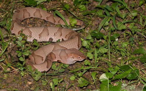 A brown snake with a patterned body resting on green grass and small plants in a natural setting.