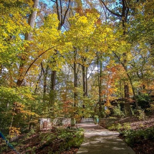 A serene pathway through a vibrant forest with colorful autumn leaves and lush greenery.