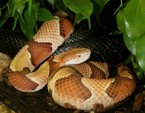 A colorful snake with orange, brown, and black scales coiled among green leaves and branches.
