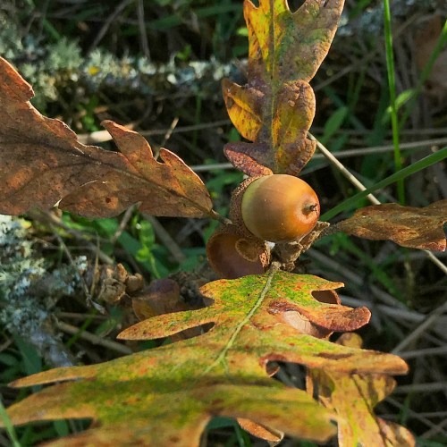 Close-up of an acorn nestled among green and brown oak leaves on the ground.