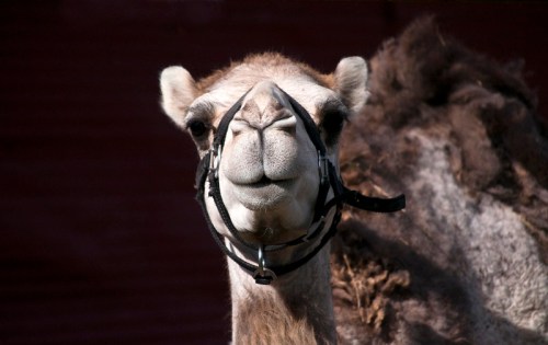 A close-up of a camel's face, wearing a halter, with a friendly expression against a dark background.