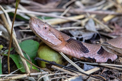 A close-up of a brown snake with distinctive markings, resting among leaves and twigs on the forest floor.