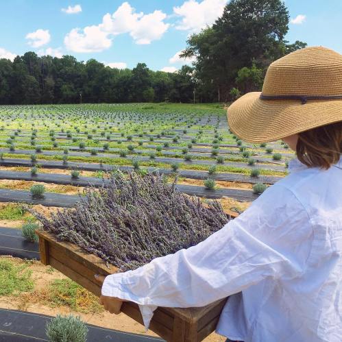 A person in a wide-brimmed hat holds a wooden crate filled with freshly harvested lavender in a field.