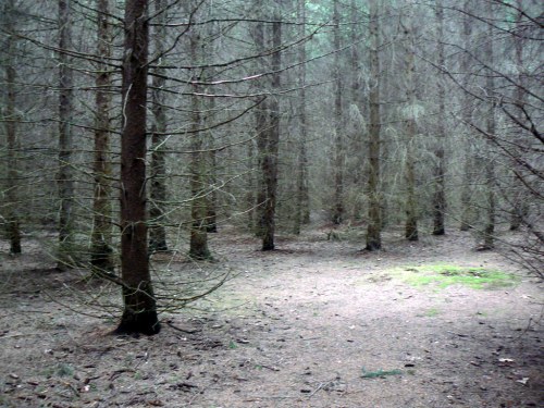 A dense forest with tall, bare trees and a small patch of green ground cover in the center.