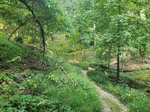 A winding dirt path through a lush green forest with trees and underbrush.