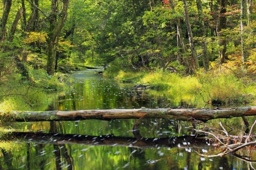A serene forest scene with a calm stream, fallen logs, and lush greenery reflecting in the water.