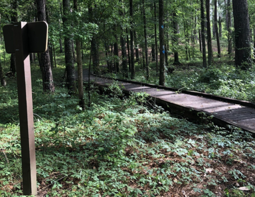 A wooden boardwalk winds through a lush green forest, with a signpost nearby.
