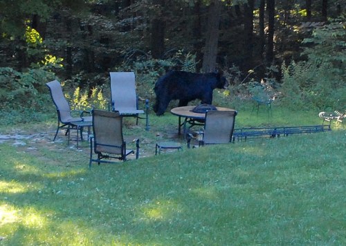 A black bear walks through a backyard with patio furniture and a grassy area surrounded by trees.