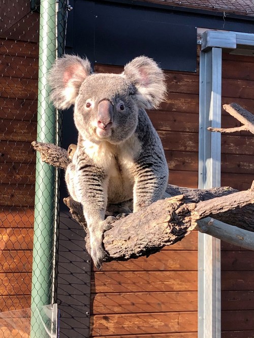 A koala sitting on a tree branch, looking curiously at the camera with its large ears and fluffy fur.
