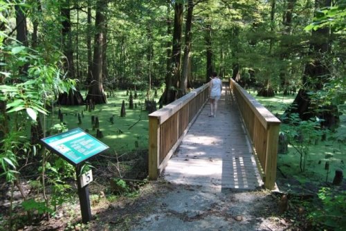 A wooden boardwalk leads through a lush, green swamp with cypress trees and a sign nearby.