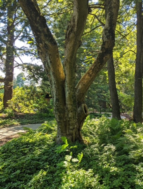 A tall tree with a textured trunk surrounded by lush greenery and ferns in a sunny forest setting.