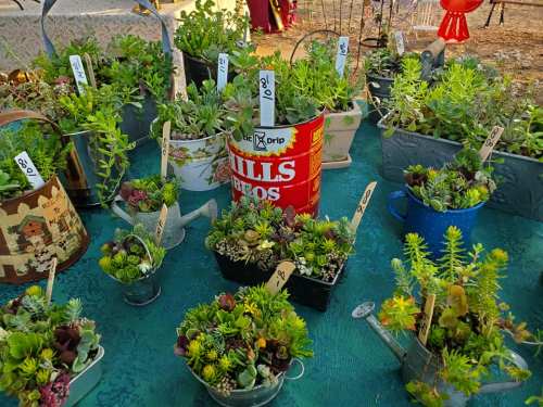 A variety of potted succulents in decorative containers, including a red can, arranged on a green tablecloth.