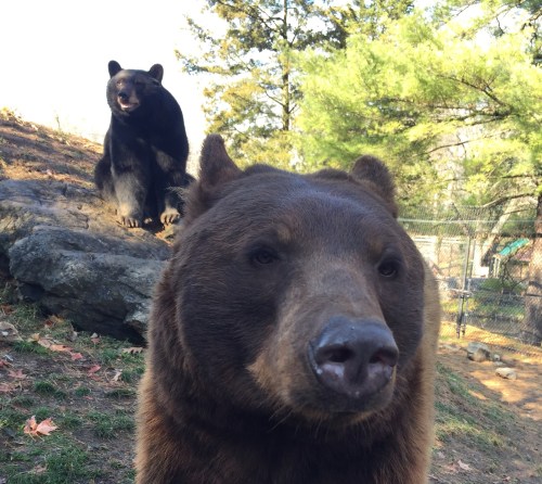 Two bears in a natural setting: a brown bear in the foreground and a black bear in the background on a rocky area.