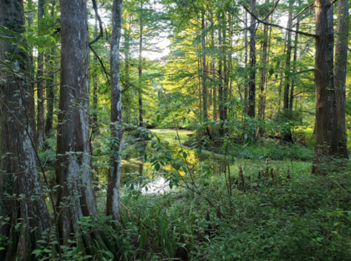Lush green forest with tall trees and a serene pond surrounded by vibrant foliage and sunlight filtering through the leaves.