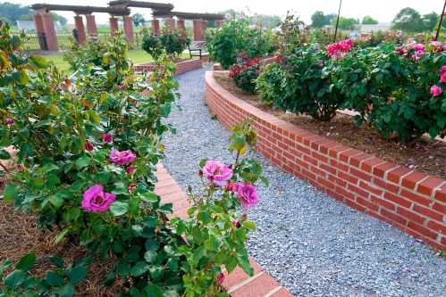 A winding path through a rose garden, featuring pink roses and brick borders amidst lush greenery.