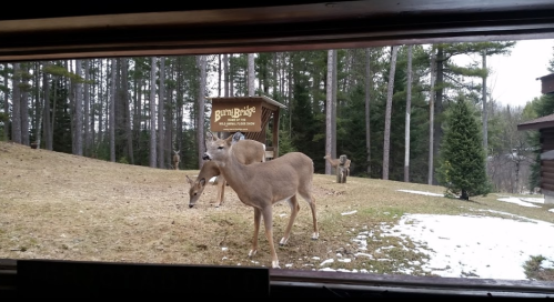Two deer grazing in a grassy area near a sign in a forested setting, with some snow visible on the ground.