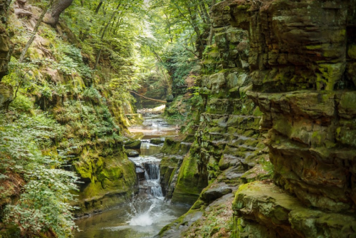A serene forested canyon with moss-covered rocks and a gentle stream flowing through it.