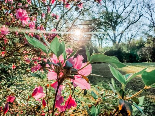 A close-up of pink flowers with sunlight filtering through trees in the background, creating a serene outdoor scene.