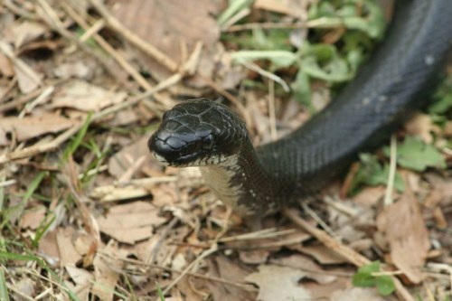 A close-up of a black snake with a raised head, surrounded by leaves and grass.