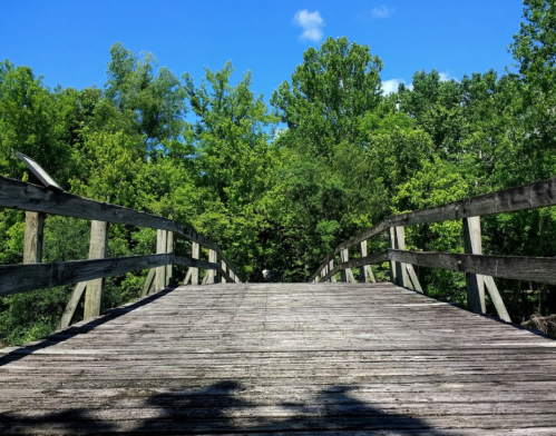 A wooden bridge leads into a lush green forest under a bright blue sky.