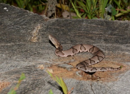 A brown and tan snake resting on a wooden log, surrounded by green grass and foliage.