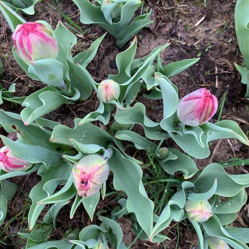 A close-up view of tulip plants with pink buds and green leaves, growing in soil.