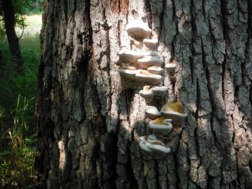 Fungi growing on the side of a textured tree trunk in a forested area, illuminated by soft sunlight.