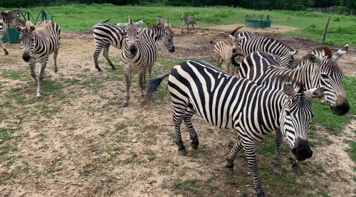 A group of zebras with distinctive black and white stripes in a grassy area, some grazing and others standing.