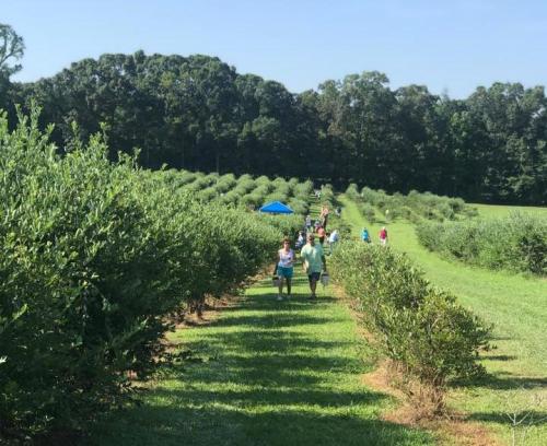 People walking through a lush blueberry farm, surrounded by rows of bushes under a clear blue sky.