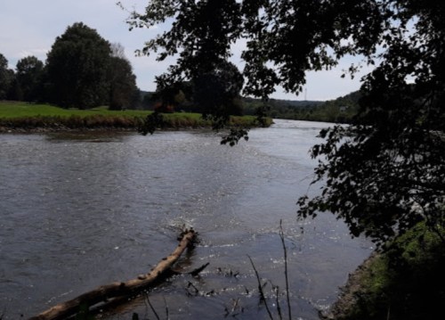 A serene river scene with a log in the water, surrounded by trees and grassy banks under a clear sky.